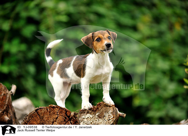 Jack Russell Terrier Welpe / YJ-09538