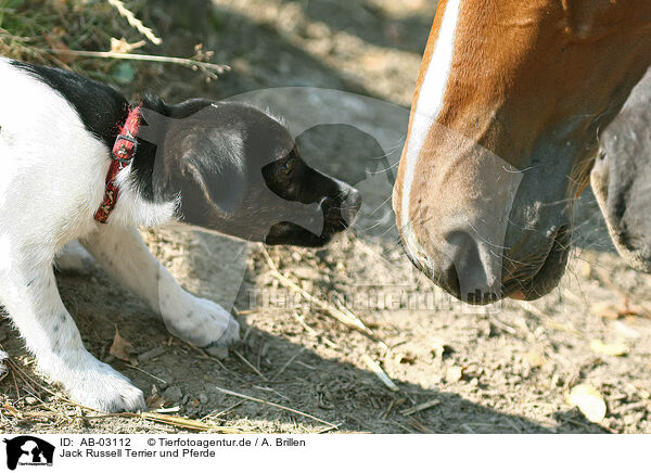Jack Russell Terrier und Pferde / Jack Russell Terrier and horses / AB-03112