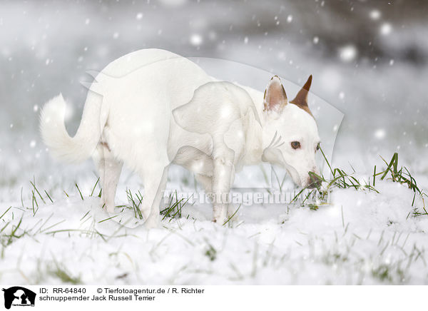 schnuppernder Jack Russell Terrier / snuffling Jack Russell Terrier / RR-64840