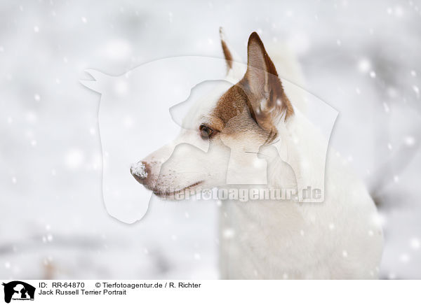 Jack Russell Terrier Portrait / RR-64870
