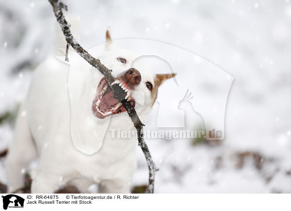 Jack Russell Terrier mit Stock / Jack Russell Terrier with stick / RR-64875