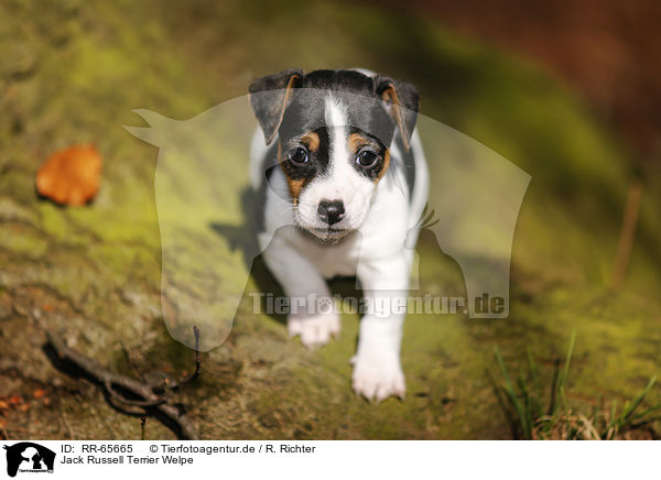 Jack Russell Terrier Welpe / Jack Russell Terrier Puppy / RR-65665