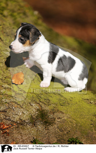 Jack Russell Terrier Welpe / Jack Russell Terrier Puppy / RR-65667