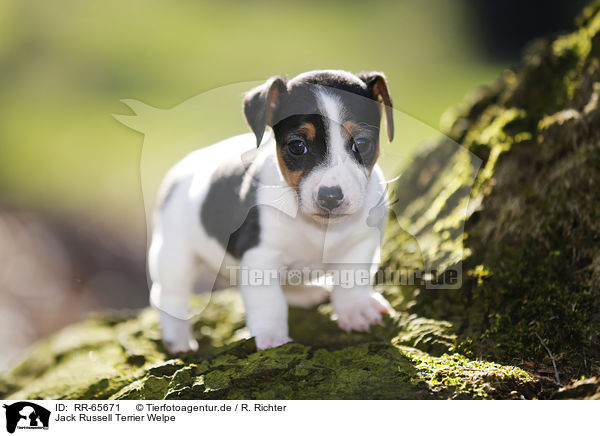 Jack Russell Terrier Welpe / Jack Russell Terrier Puppy / RR-65671