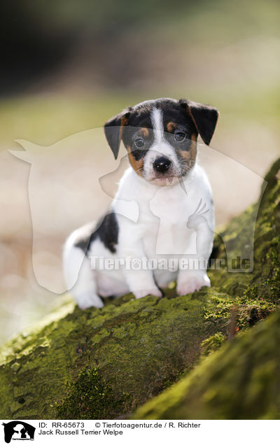 Jack Russell Terrier Welpe / Jack Russell Terrier Puppy / RR-65673