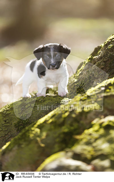 Jack Russell Terrier Welpe / RR-65698