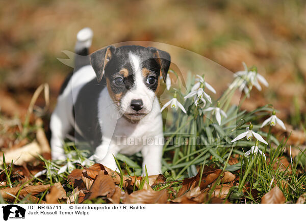 Jack Russell Terrier Welpe / RR-65711