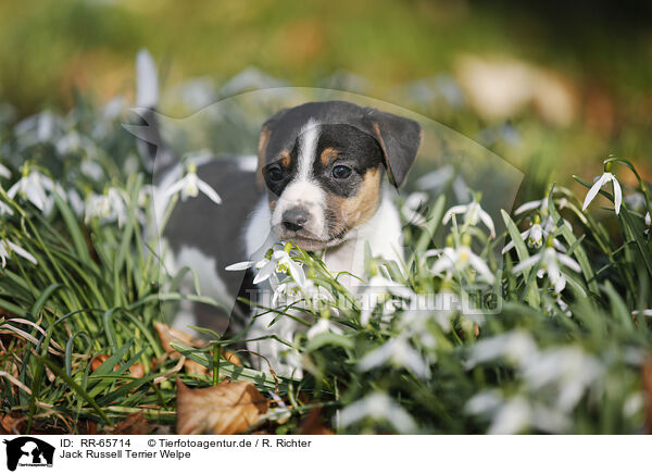 Jack Russell Terrier Welpe / RR-65714