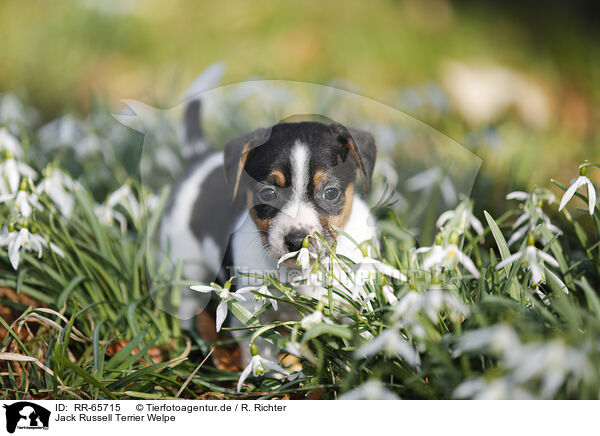 Jack Russell Terrier Welpe / RR-65715