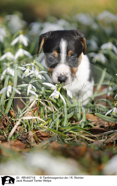 Jack Russell Terrier Welpe / RR-65718