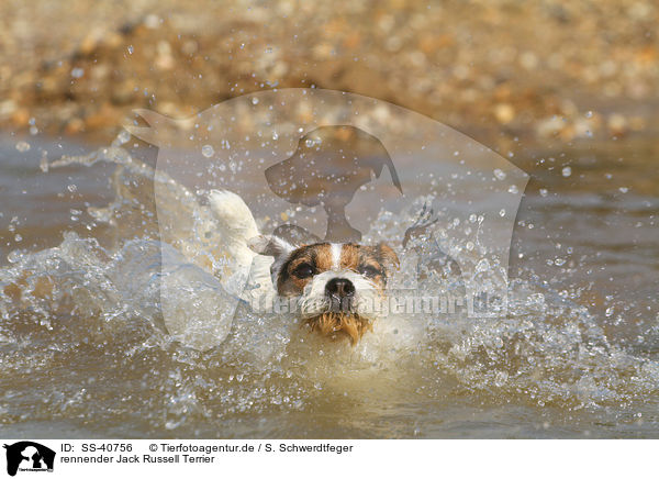 rennender Jack Russell Terrier / SS-40756