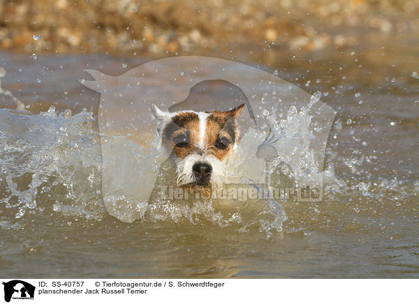 planschender Jack Russell Terrier / SS-40757
