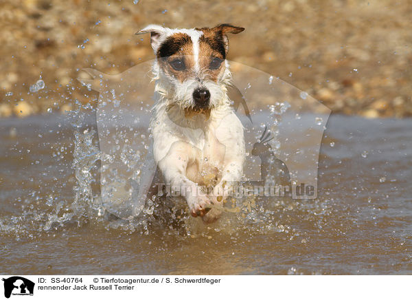 rennender Jack Russell Terrier / SS-40764