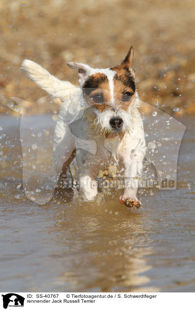 rennender Jack Russell Terrier / SS-40767