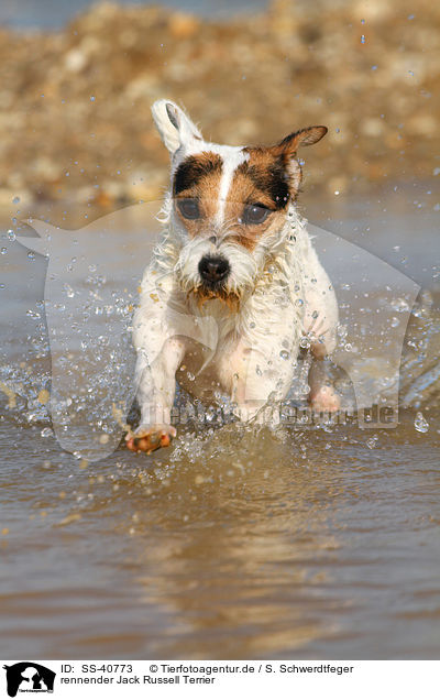 rennender Jack Russell Terrier / SS-40773
