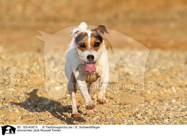 rennender Jack Russell Terrier / SS-40813