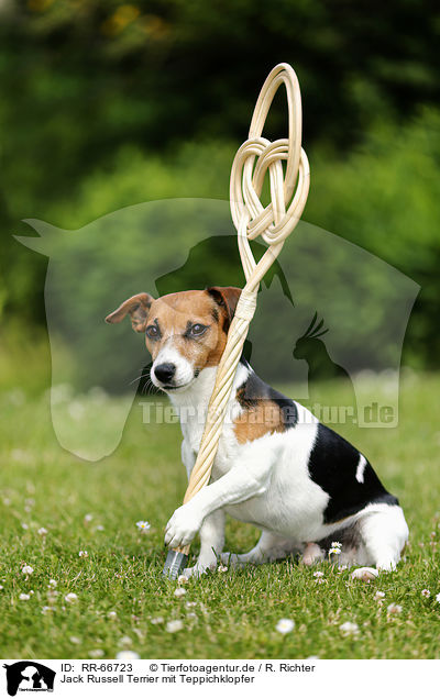 Jack Russell Terrier mit Teppichklopfer / RR-66723