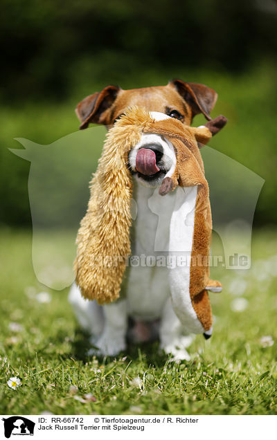 Jack Russell Terrier mit Spielzeug / RR-66742