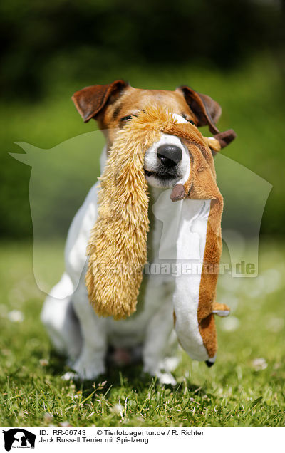Jack Russell Terrier mit Spielzeug / RR-66743