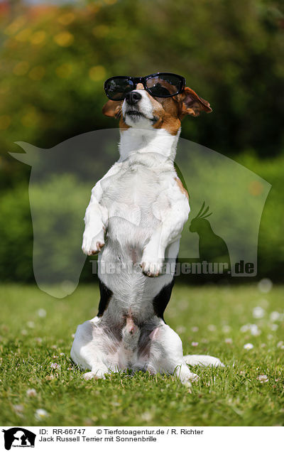 Jack Russell Terrier mit Sonnenbrille / Jack Russell Terrier with sunglasses / RR-66747