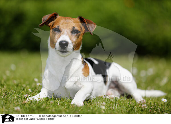 liegender Jack Russell Terrier / RR-66749