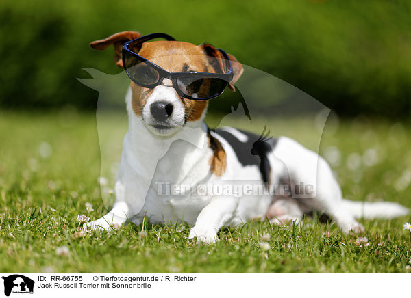 Jack Russell Terrier mit Sonnenbrille / RR-66755