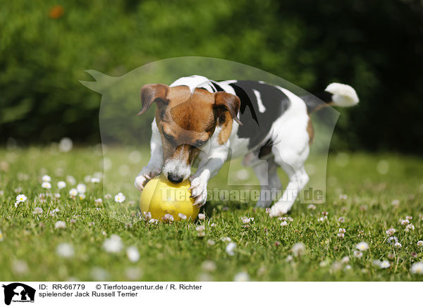 spielender Jack Russell Terrier / playing Jack Russell Terrier / RR-66779