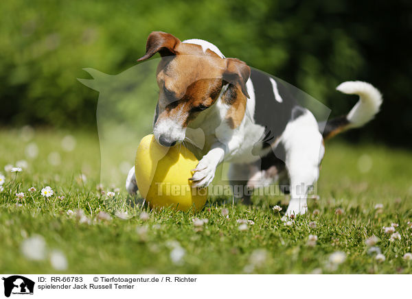 spielender Jack Russell Terrier / RR-66783