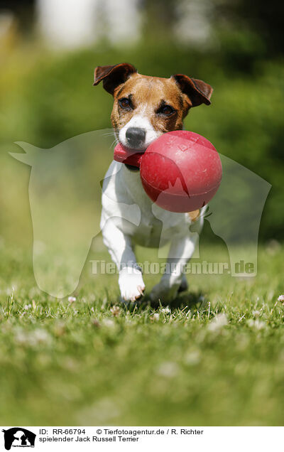 spielender Jack Russell Terrier / RR-66794