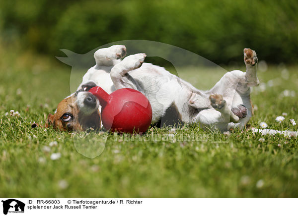 spielender Jack Russell Terrier / playing Jack Russell Terrier / RR-66803