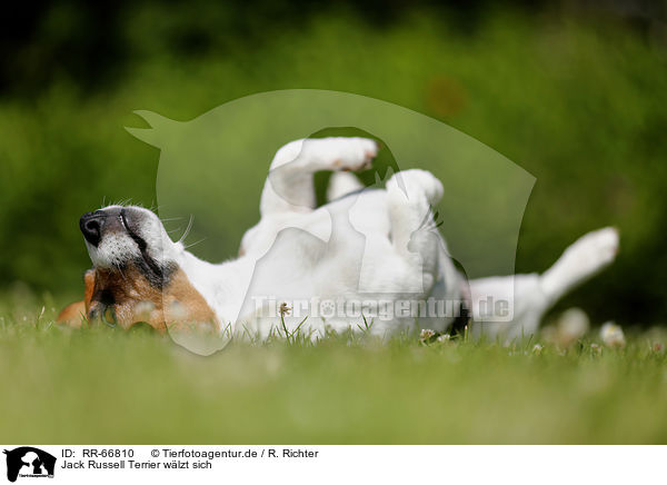 Jack Russell Terrier wlzt sich / rolling Jack Russell Terrier / RR-66810