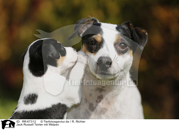 Jack Russell Terrier mit Welpen / RR-67312