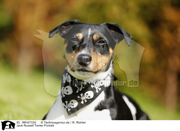 Jack Russell Terrier Portrait / RR-67330