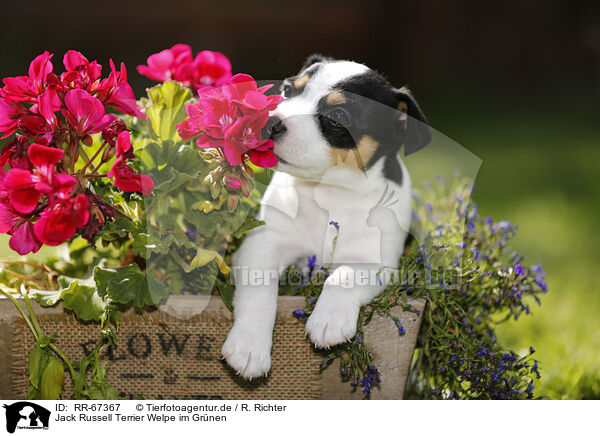 Jack Russell Terrier Welpe im Grnen / RR-67367