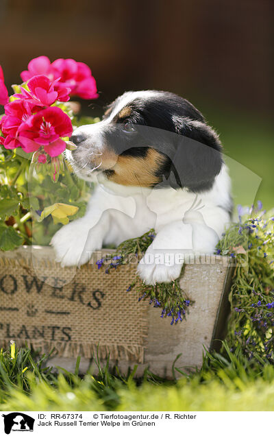 Jack Russell Terrier Welpe im Grnen / RR-67374