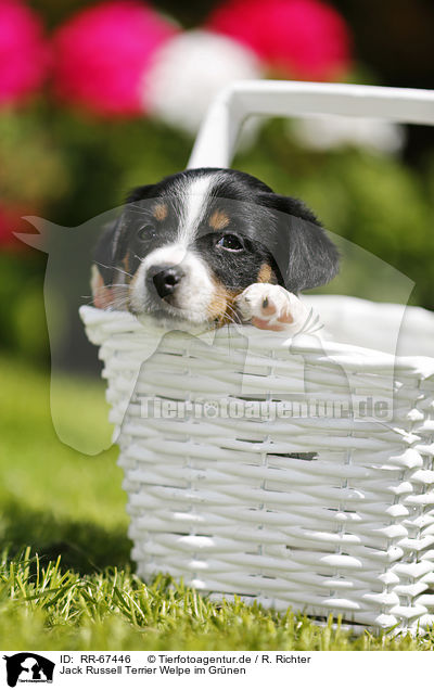 Jack Russell Terrier Welpe im Grnen / Jack Russell Terrier Puppy in the countryside / RR-67446
