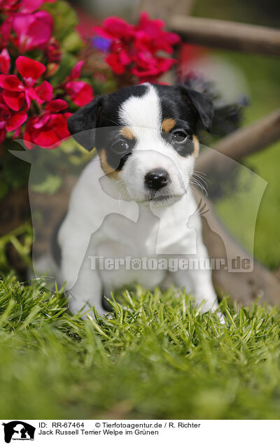 Jack Russell Terrier Welpe im Grnen / RR-67464