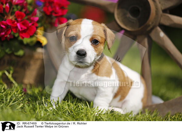 Jack Russell Terrier Welpe im Grnen / RR-67469