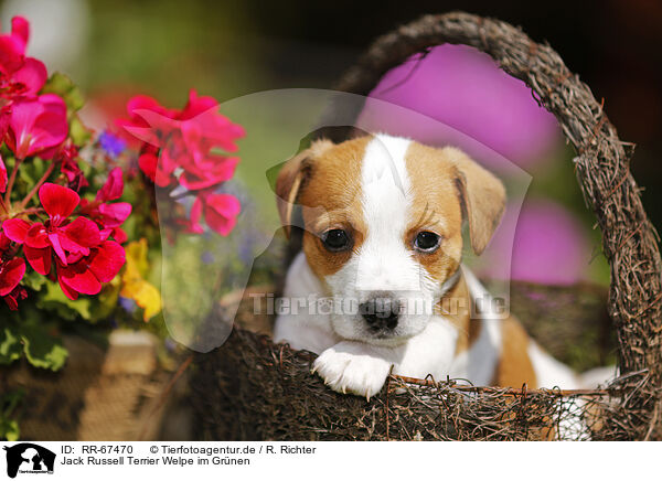Jack Russell Terrier Welpe im Grnen / RR-67470