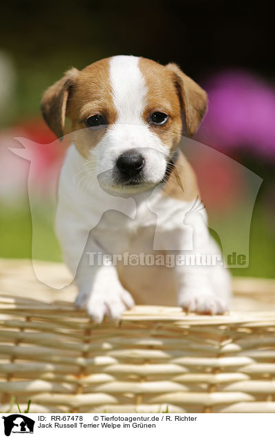 Jack Russell Terrier Welpe im Grnen / Jack Russell Terrier Puppy in the countryside / RR-67478