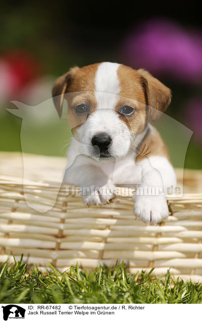 Jack Russell Terrier Welpe im Grnen / Jack Russell Terrier Puppy in the countryside / RR-67482
