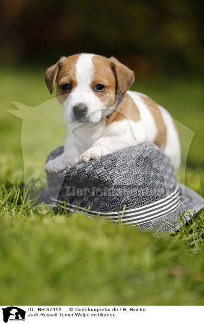 Jack Russell Terrier Welpe im Grnen / RR-67493