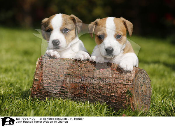 Jack Russell Terrier Welpen im Grnen / RR-67499
