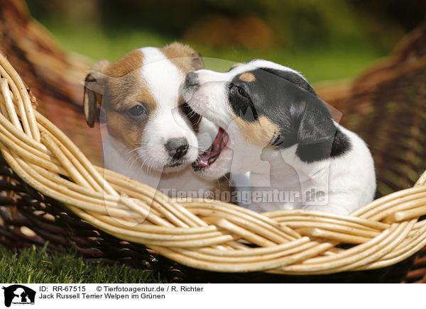 Jack Russell Terrier Welpen im Grnen / RR-67515