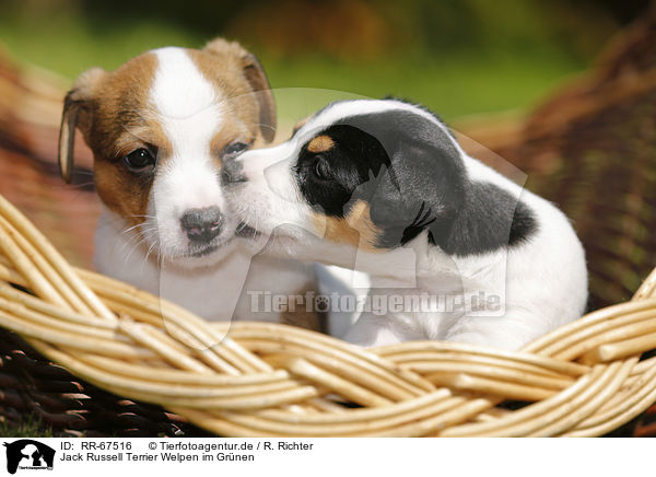 Jack Russell Terrier Welpen im Grnen / RR-67516