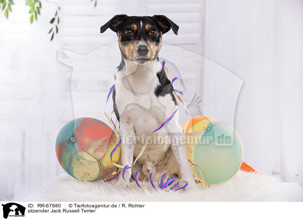 sitzender Jack Russell Terrier / sitting Jack Russell Terrier / RR-67880