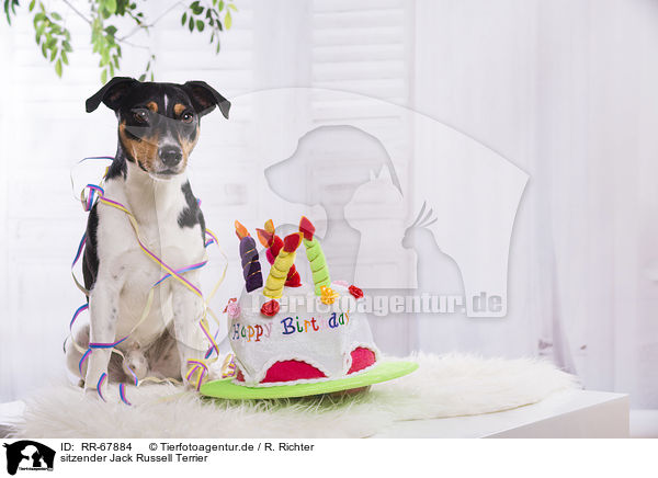 sitzender Jack Russell Terrier / sitting Jack Russell Terrier / RR-67884
