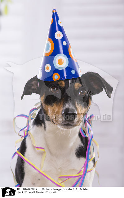Jack Russell Terrier Portrait / RR-67887