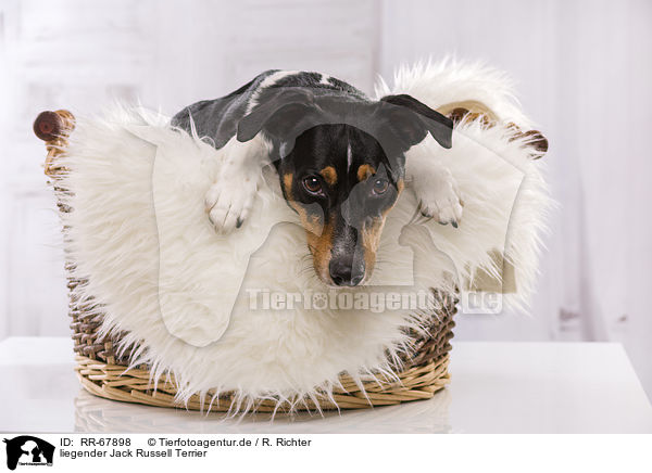 liegender Jack Russell Terrier / lying Jack Russell Terrier / RR-67898