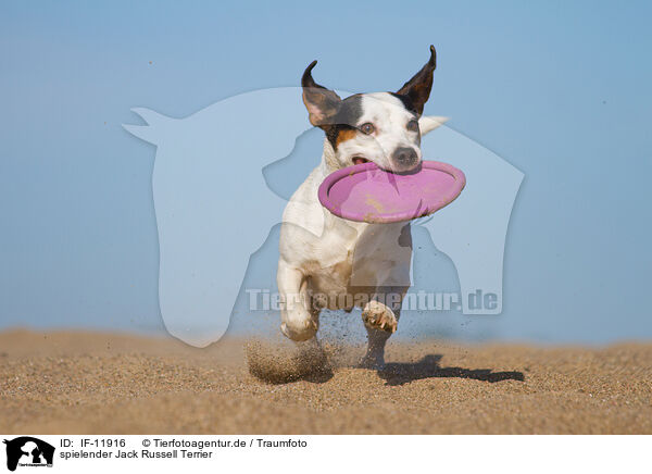 spielender Jack Russell Terrier / IF-11916